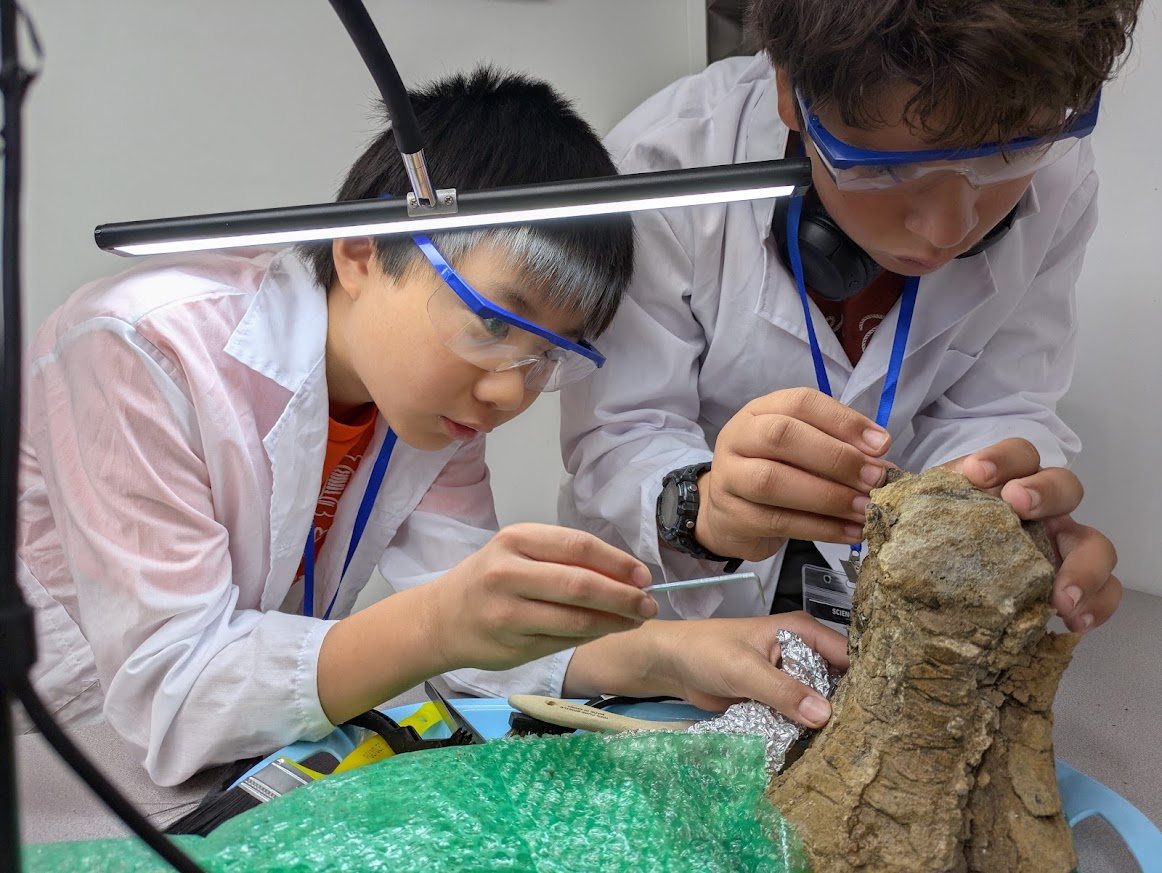 Students carefully preparing a large real sauropod fossil